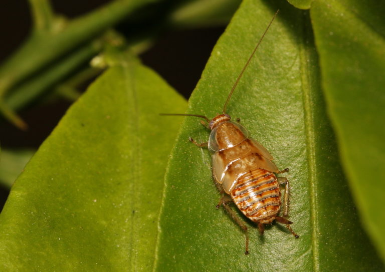 Cafard de jardin ou blatte de jardin ? Aussi appelé ectobius